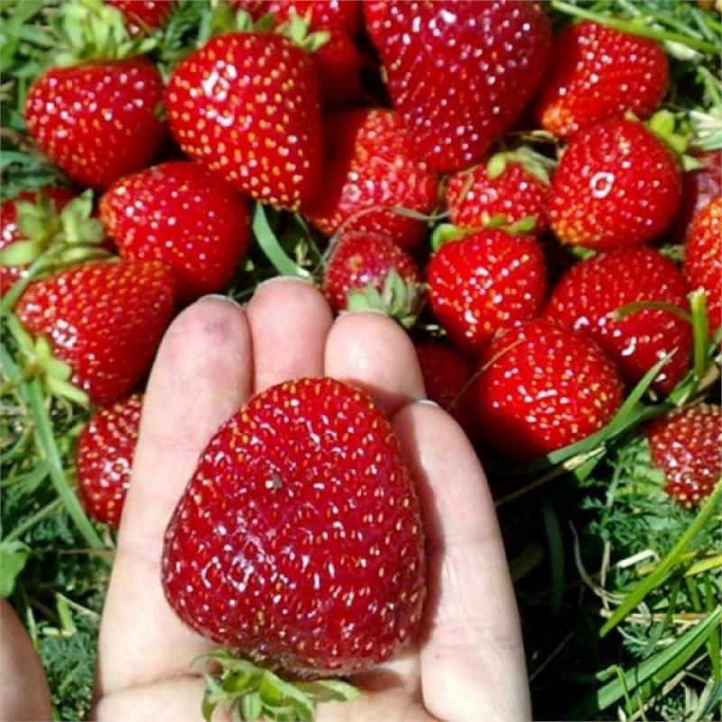 Клубника Флоренс