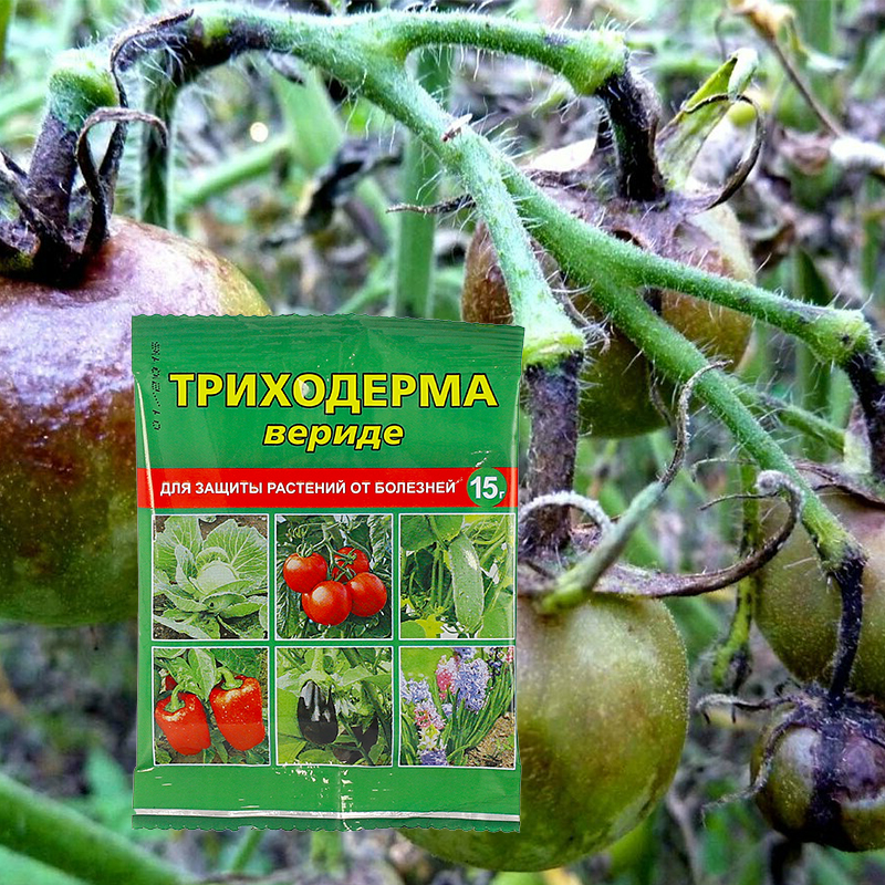 Триходерма