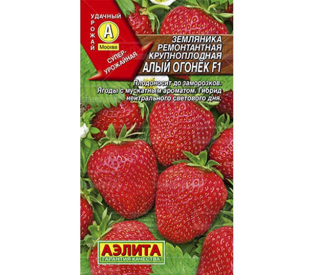 Земляника Алый огонек Аэлита